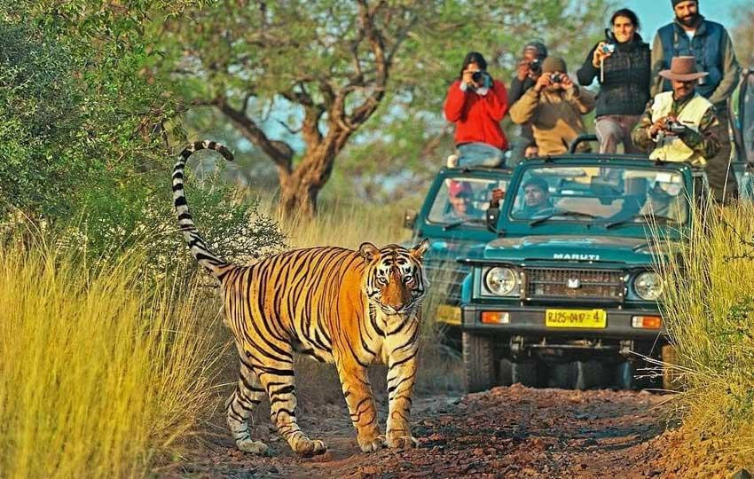 wildlifesafarirajasthan.jpg