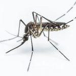 mosquito150x1501.jpg