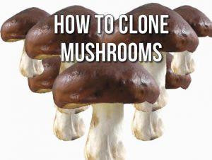 howtoclonemushrooms300x227.jpg