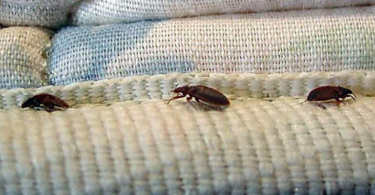 bedbugsinedmonton1.jpg