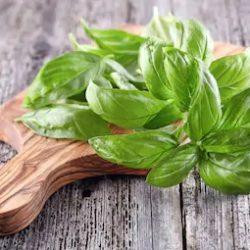 basil250x250.jpg