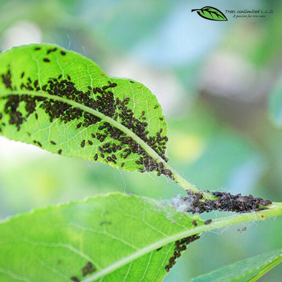 Aphid Infestation: How to Identify & Get Rid of Aphids Naturally ...