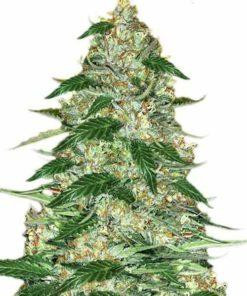 northernlightsmarijuanaseeds1247x296.jpg