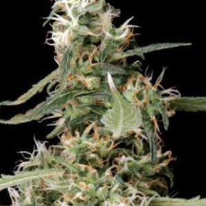 mssafgooeyseeds300x300.jpg