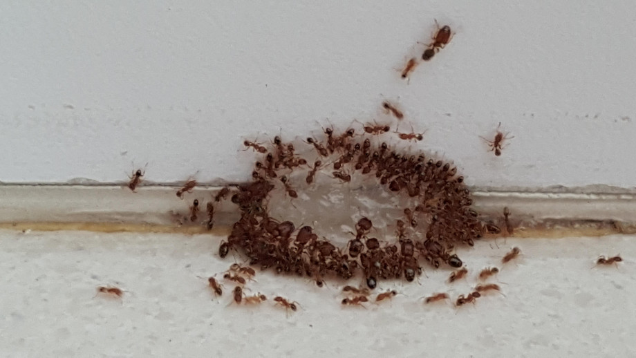 ants3.jpg