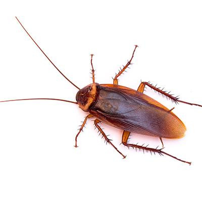 cockroach.jpg