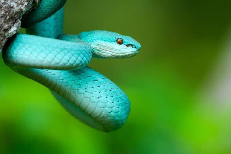 blueracersnake768x5121.jpg