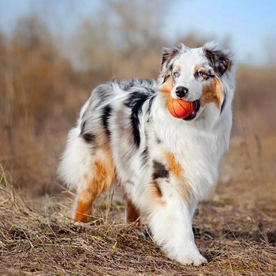 australianshepherd1paw4kvv832da1at2k3wao82mvb21rw0hqpb6ap2ip4.jpg