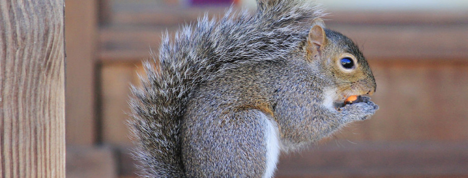 evictsquirrelsbkgimg1.jpg