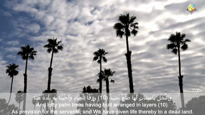 and_lofty_palm_trees_having_fruit_arranged_in_layers_001_1.gif