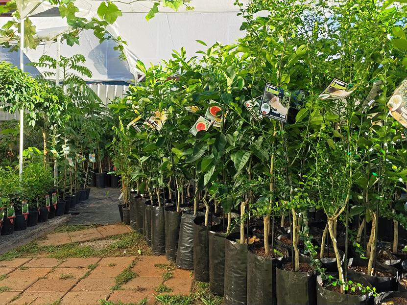 Nursery Trees For Sale UK Greenhills Nursery JustPaste It   90a64e54b8f5c6cf158d12f46e9de7de 