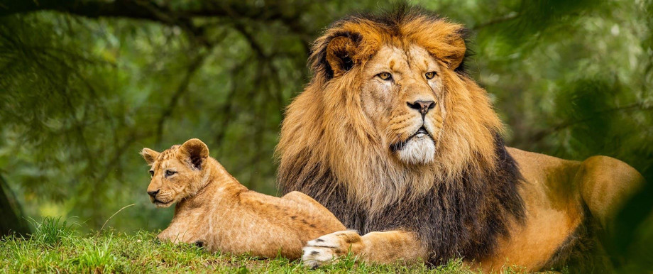 1689662570wildlifetourofindia2.jpg