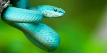 blueracersnake360x180.jpg