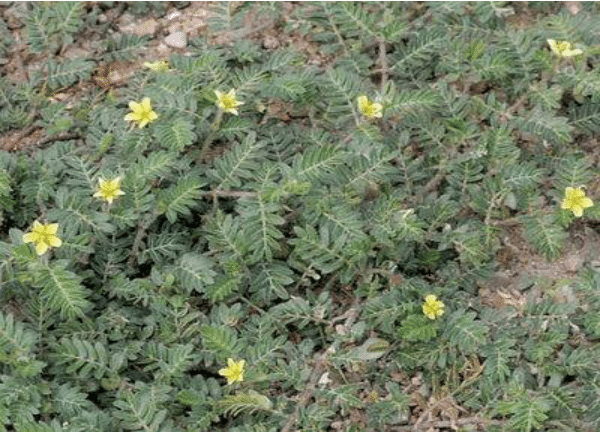 Tribulus Terrestris 