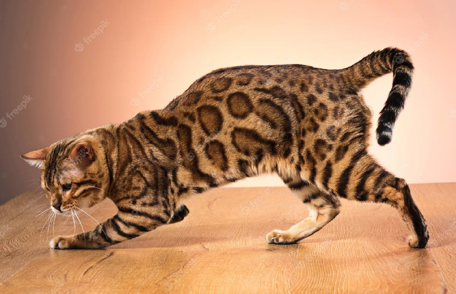 bengalcat1.jpg