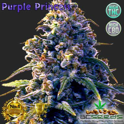 purpleprincess.jpg