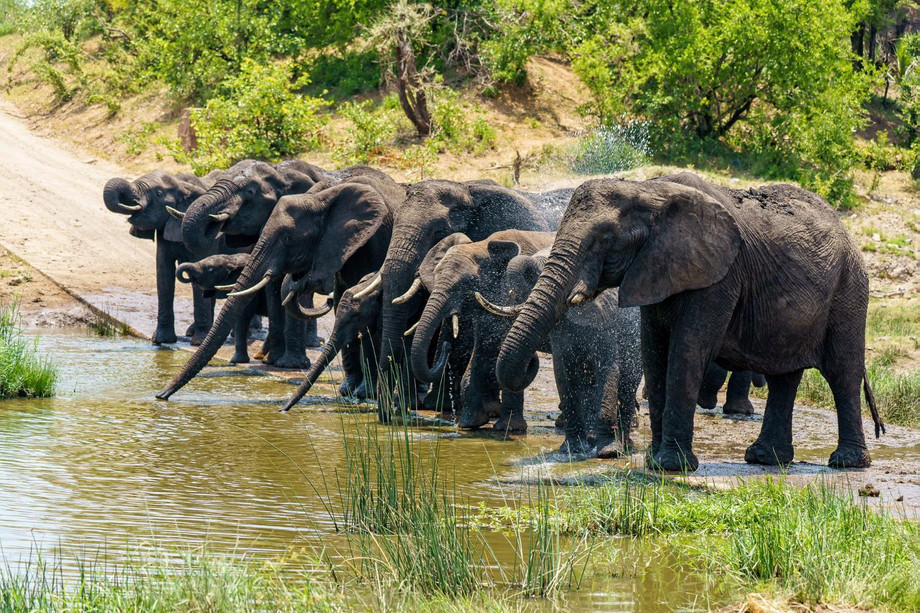 groupelephantsdrinkingwaterfloodedgroundduringdaytime.jpg