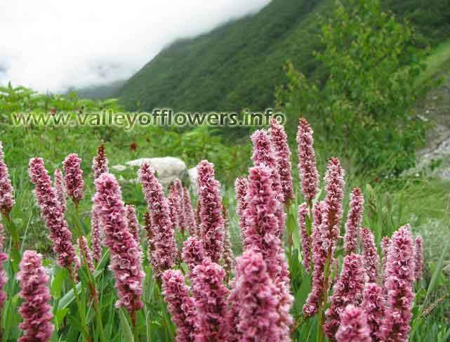 valleyofflowers5.jpg