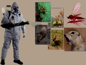 Pest Control Abbotsford.jpg