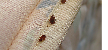 Bedbug.PNG