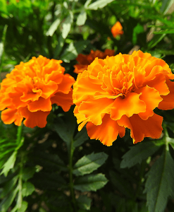 tagetes600_smallfile247x300.png