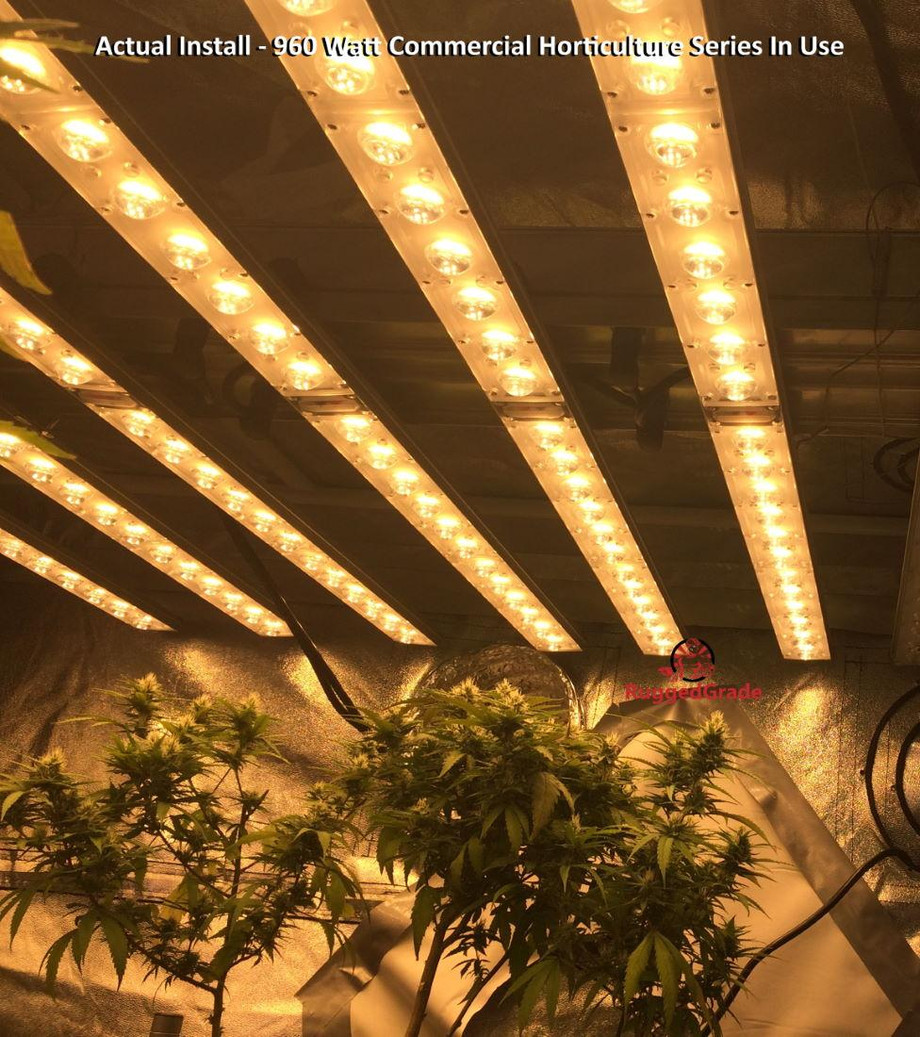 linear_grow_light_install_with_cannabis_rg_1100px.jpg