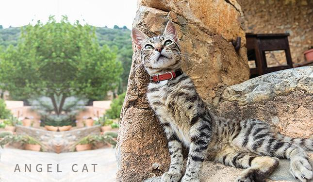 angelcat_1_800x.jpg